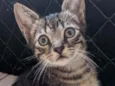 Doação gato filhote