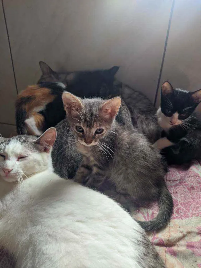 Gato ra a Vira lata filhote idade 2 a 6 meses nome Doação gata filhote