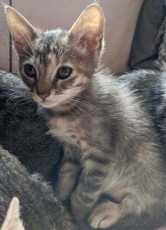 Gato ra a Vira lata filhote idade 2 a 6 meses nome Doação gata filhote