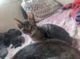 Doação gato filhote