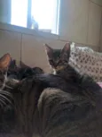 Doação gato filhote