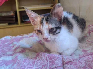 Gato raça Vira lata filhote idade 2 a 6 meses nome Doação gata filhote