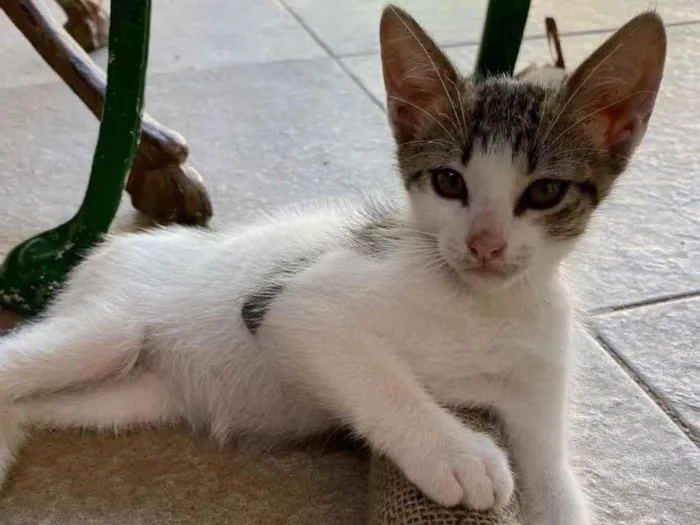 Gato ra a Indefinido idade 2 a 6 meses nome Indefinido