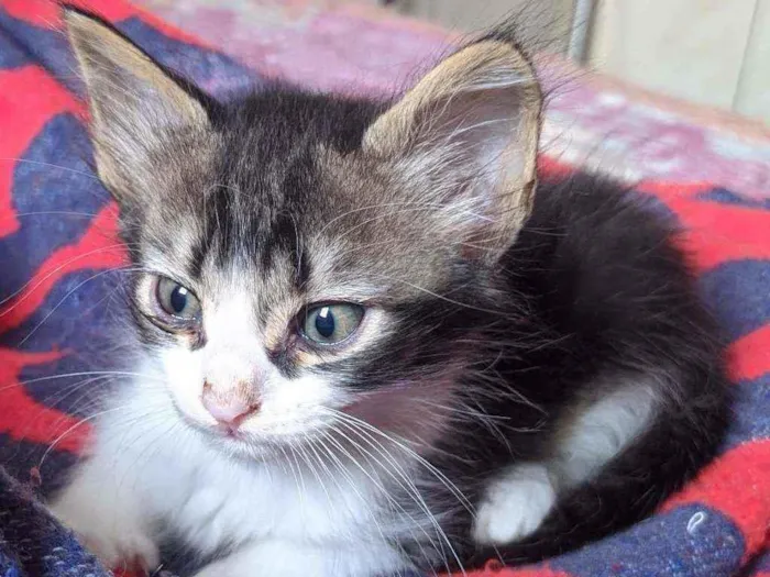 Gato ra a Vira lata filhote idade 2 a 6 meses nome Doação gato filhote