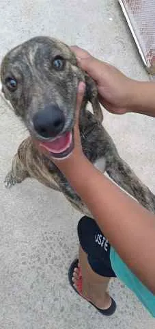 Cachorro ra a fila idade 2 a 6 meses nome Desconhecido