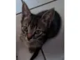 Doação gato filhote