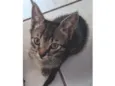 Doação gato filhote