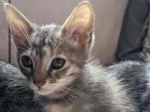 Gato raça Vira lata filhote idade 2 a 6 meses nome Doação gata filhote