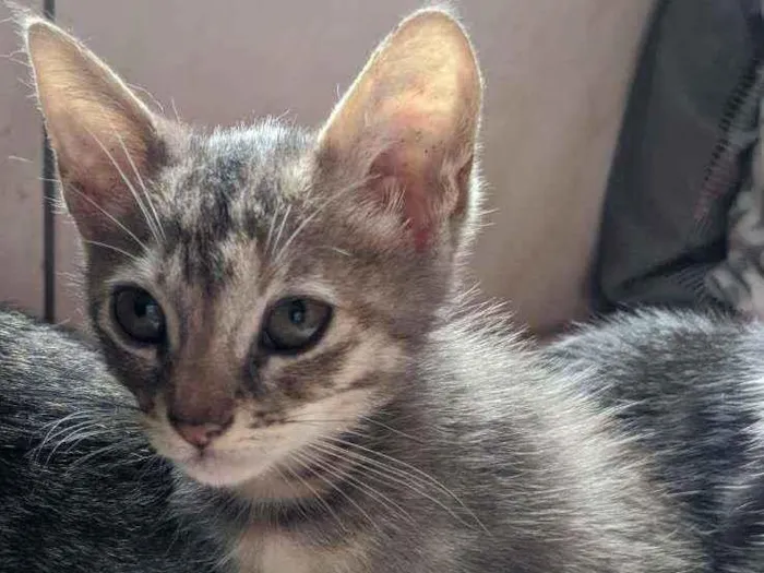 Gato ra a Vira lata filhote idade 2 a 6 meses nome Doação gata filhote