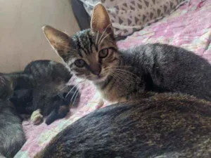 Gato raça Vira lata filhote idade 2 a 6 meses nome Doação gato filhote 