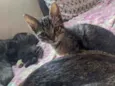 Doação gato filhote