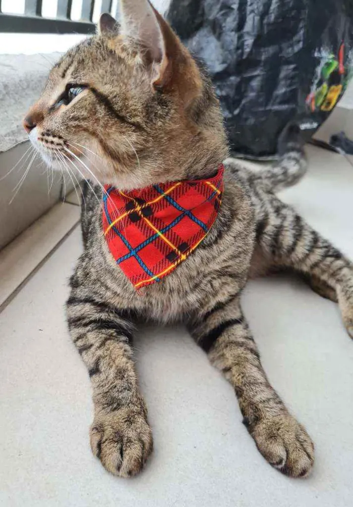 Gato raça  gato sem raça definida idade 2 a 6 meses nome thor