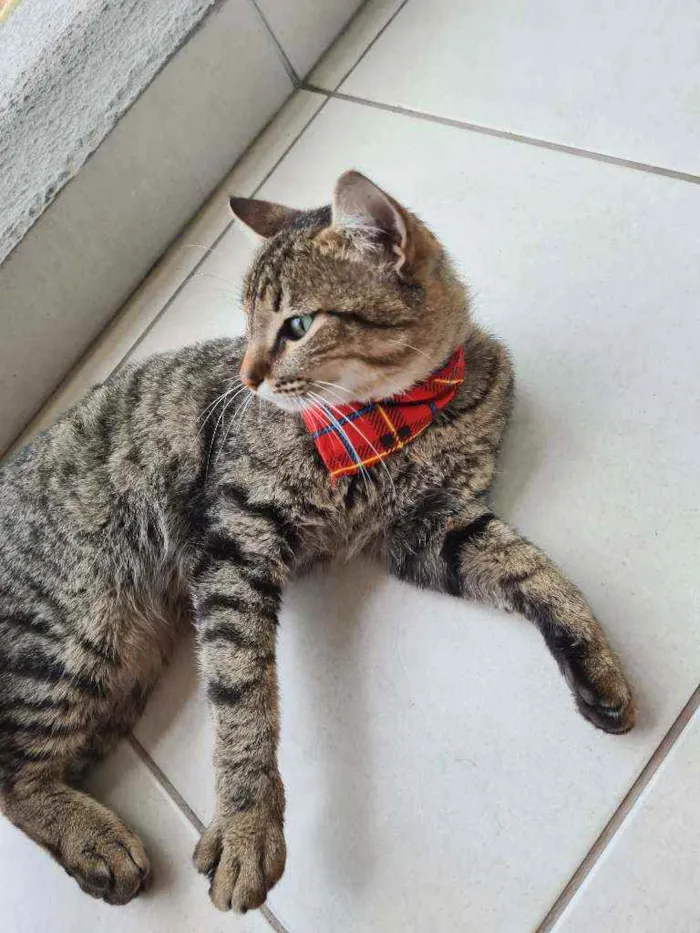 Gato raça  gato sem raça definida idade 2 a 6 meses nome thor