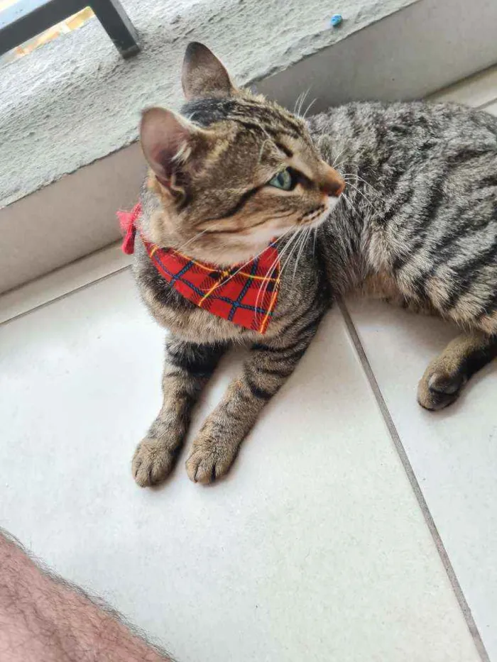 Gato raça  gato sem raça definida idade 2 a 6 meses nome thor