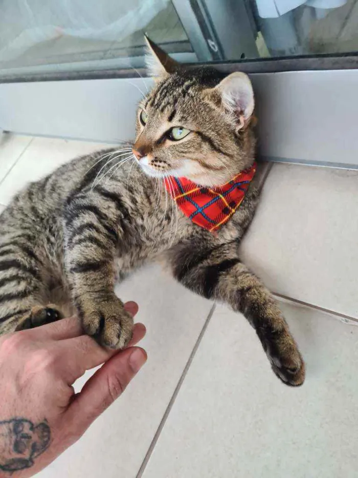 Gato raça  gato sem raça definida idade 2 a 6 meses nome thor