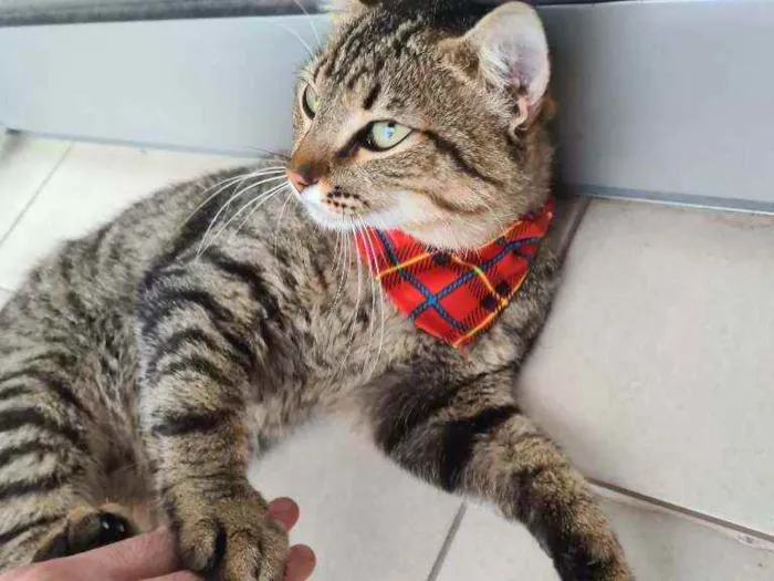 Gato raça  gato sem raça definida idade 2 a 6 meses nome thor