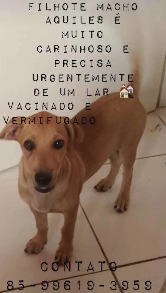 Cachorro ra a Doméstico  idade 2 a 6 meses nome Aquiles