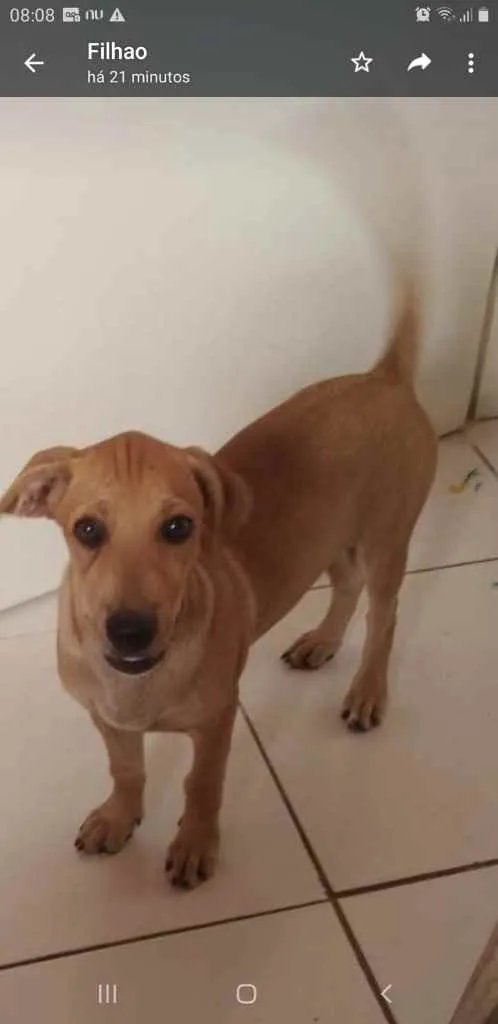 Cachorro ra a Doméstico  idade 2 a 6 meses nome Aquiles