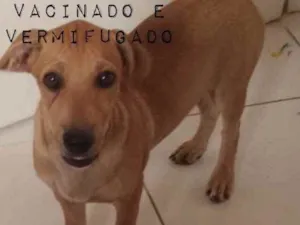 Cachorro raça Doméstico  idade 2 a 6 meses nome Aquiles