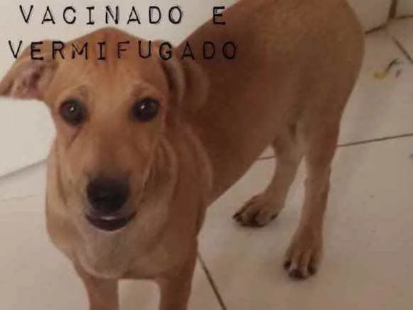 Cachorro ra a Doméstico  idade 2 a 6 meses nome Aquiles