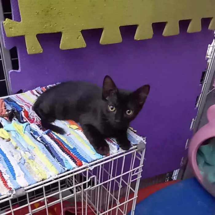 Gato raça  idade 2 a 6 meses nome Samy