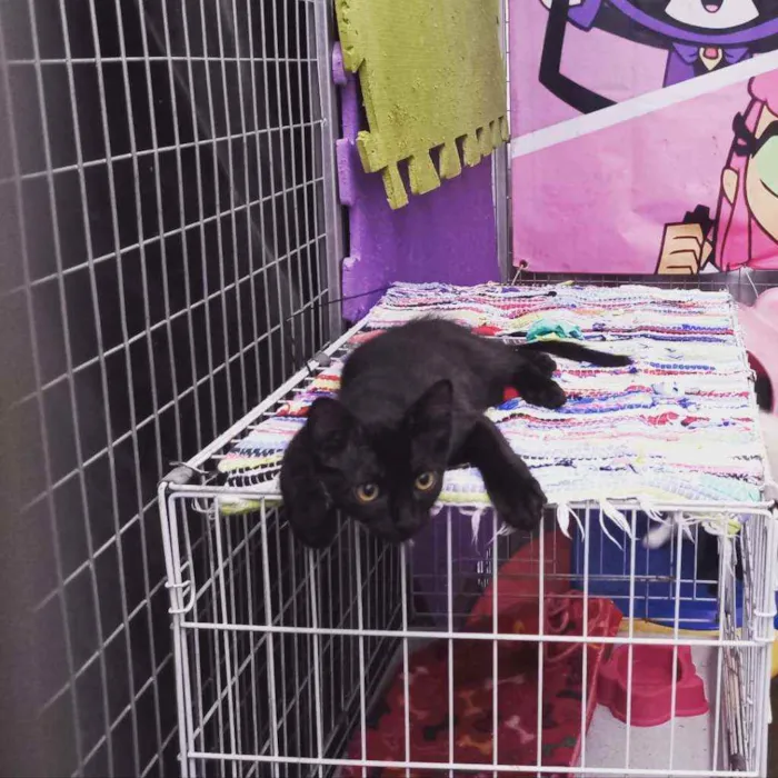 Gato raça  idade 2 a 6 meses nome Samy