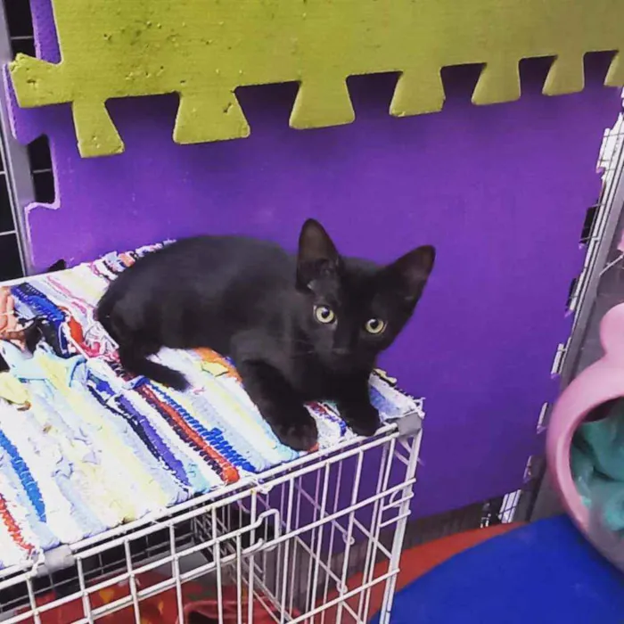 Gato raça  idade 2 a 6 meses nome Samy