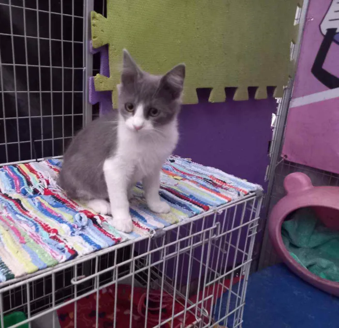 Gato raça SRD idade 2 a 6 meses nome Luck