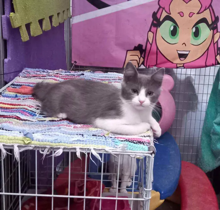 Gato raça SRD idade 2 a 6 meses nome Luck