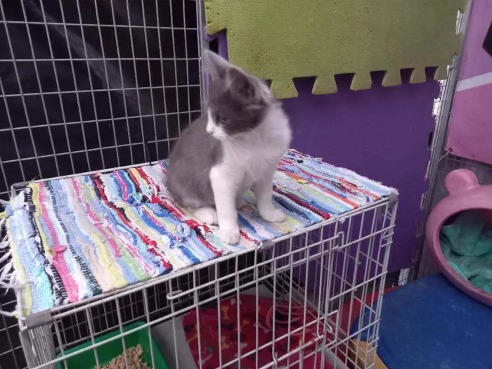 Gato raça SRD idade 2 a 6 meses nome Luck