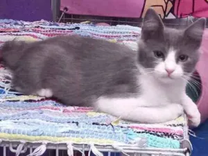 Gato raça SRD idade 2 a 6 meses nome Luck