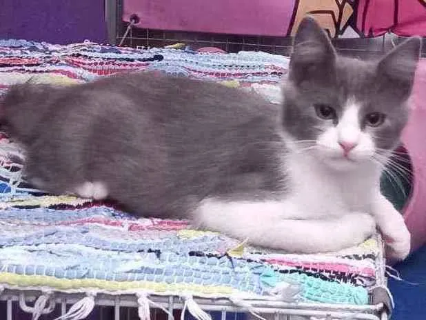 Gato raça SRD idade 2 a 6 meses nome Luck