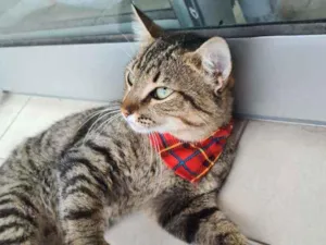 Gato raça  gato sem raça definida idade 2 a 6 meses nome thor