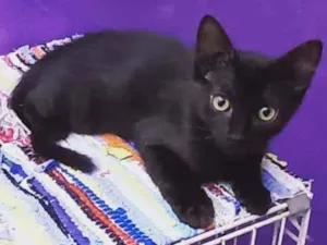 Gato raça  idade 2 a 6 meses nome Samy
