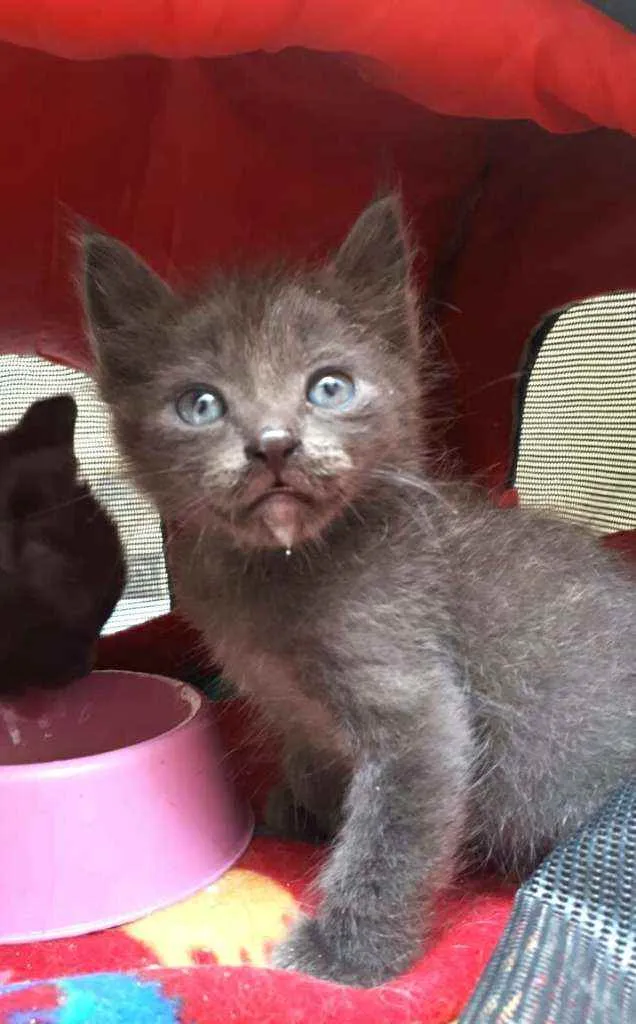 Gato raça  idade Abaixo de 2 meses nome Filhores