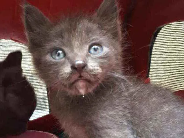 Gato raça  idade Abaixo de 2 meses nome Filhores