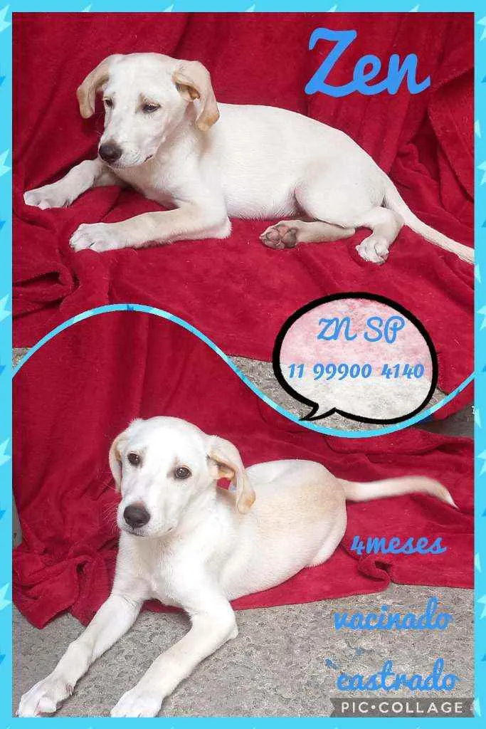 Cachorro raça Srd idade 2 a 6 meses nome ZION