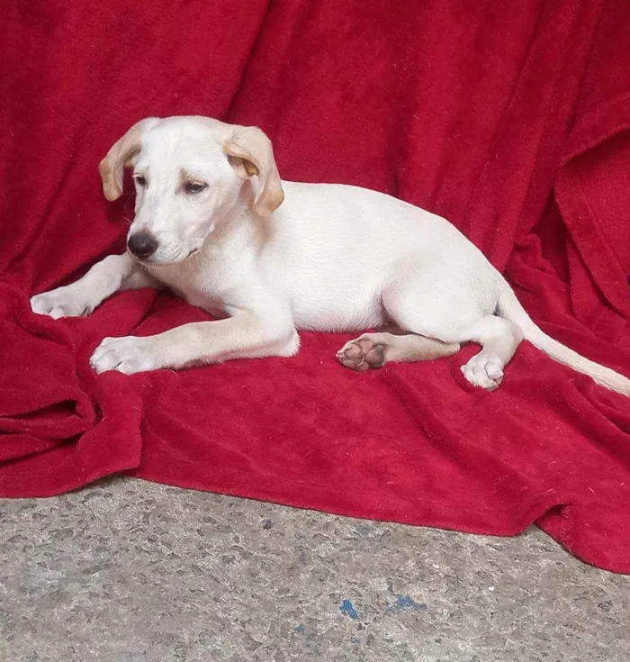 Cachorro raça Srd idade 2 a 6 meses nome ZION