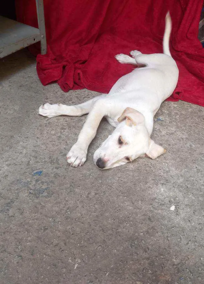 Cachorro raça Srd idade 2 a 6 meses nome ZION