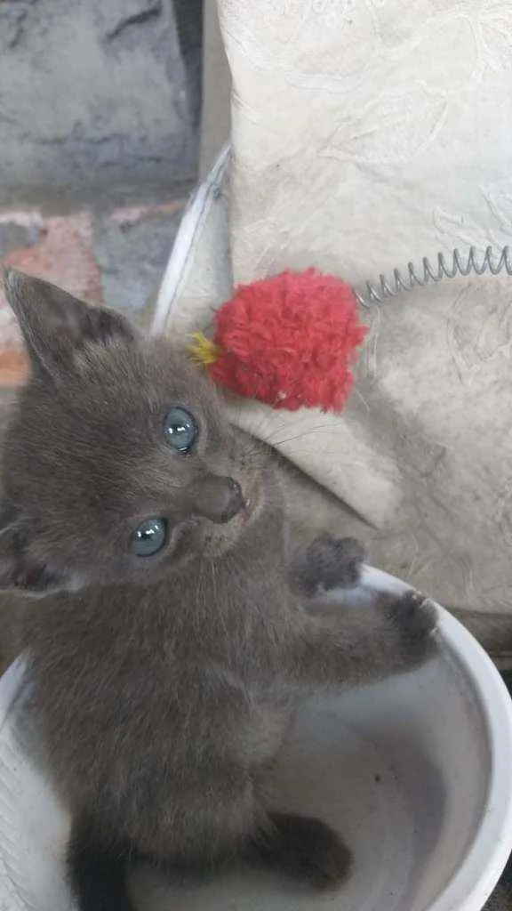 Gato raça  idade Abaixo de 2 meses nome Filhores