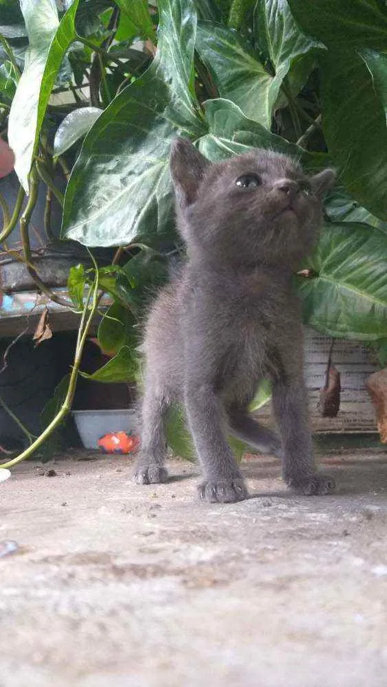 Gato raça  idade Abaixo de 2 meses nome Filhores