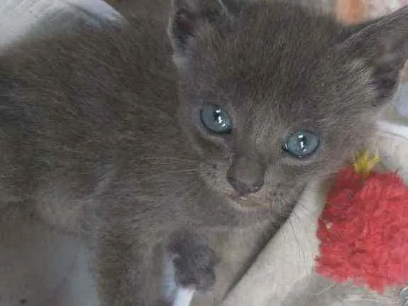 Gato raça  idade Abaixo de 2 meses nome Filhores