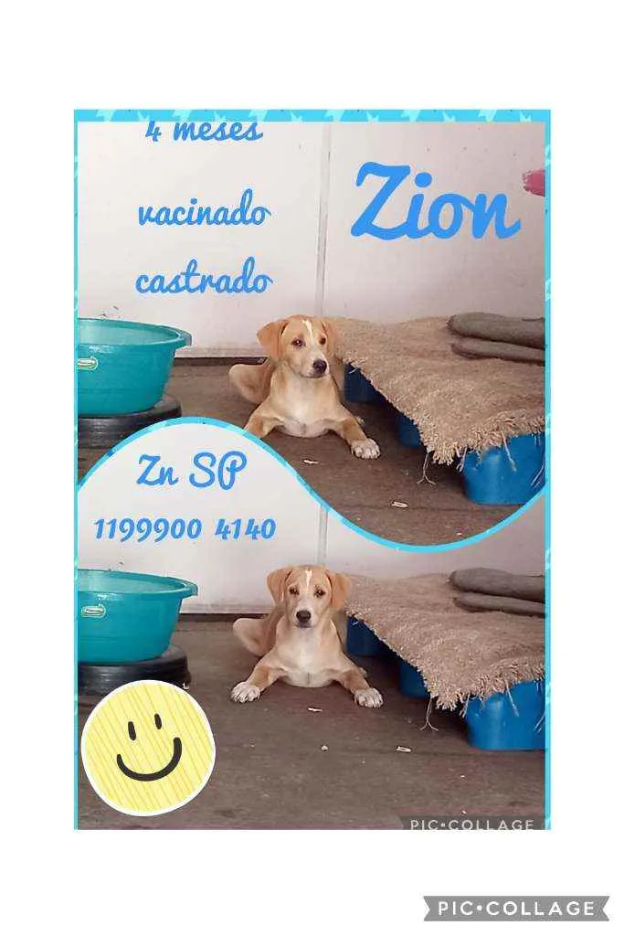 Cachorro raça SRD idade 2 a 6 meses nome Zack