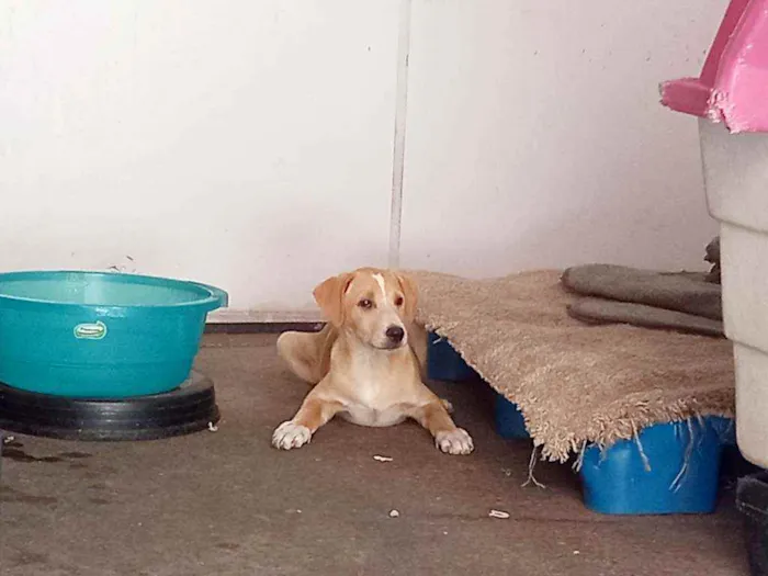 Cachorro raça SRD idade 2 a 6 meses nome Zack