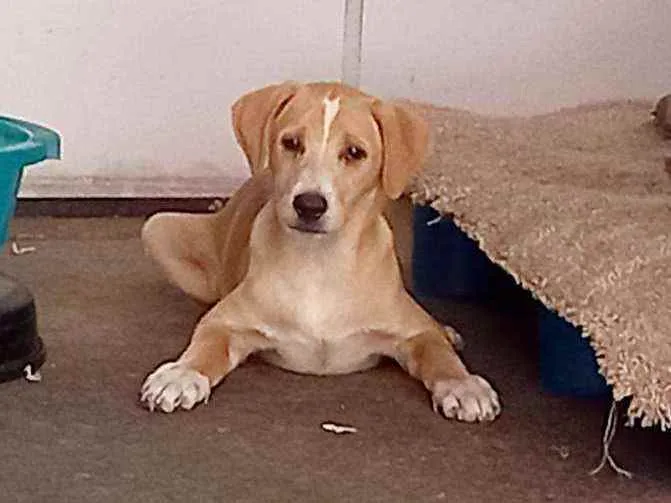 Cachorro raça SRD idade 2 a 6 meses nome Zack