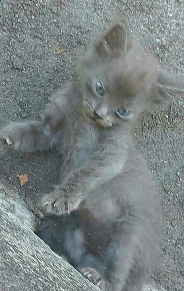 Gato raça  idade Abaixo de 2 meses nome Filhores