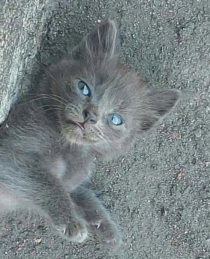 Gato raça  idade Abaixo de 2 meses nome Filhores