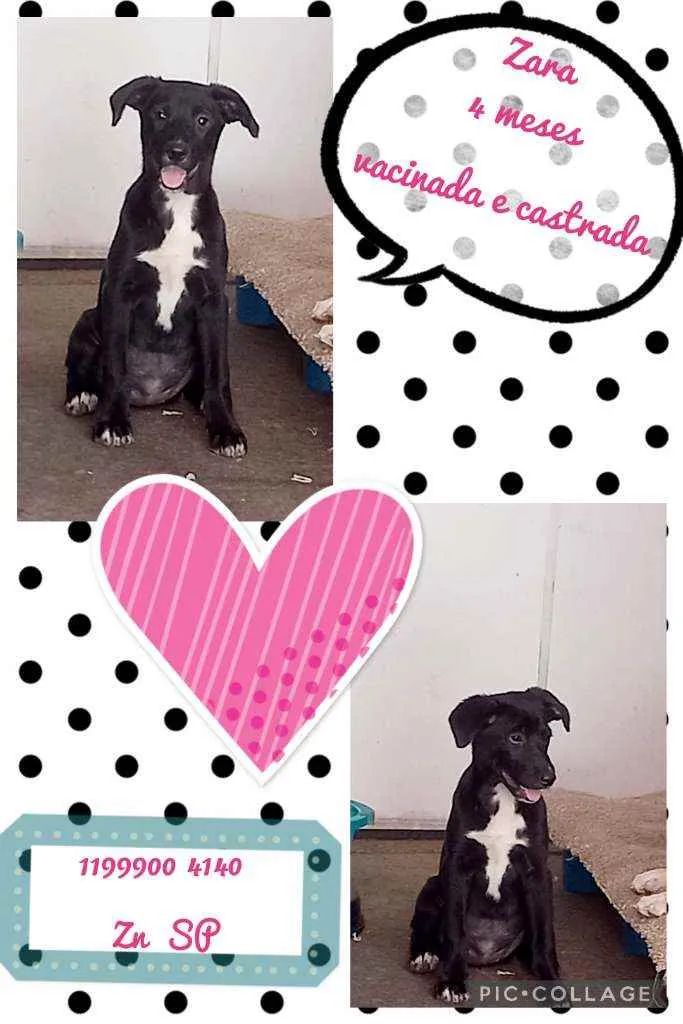 Cachorro raça SRD idade 2 a 6 meses nome Zara