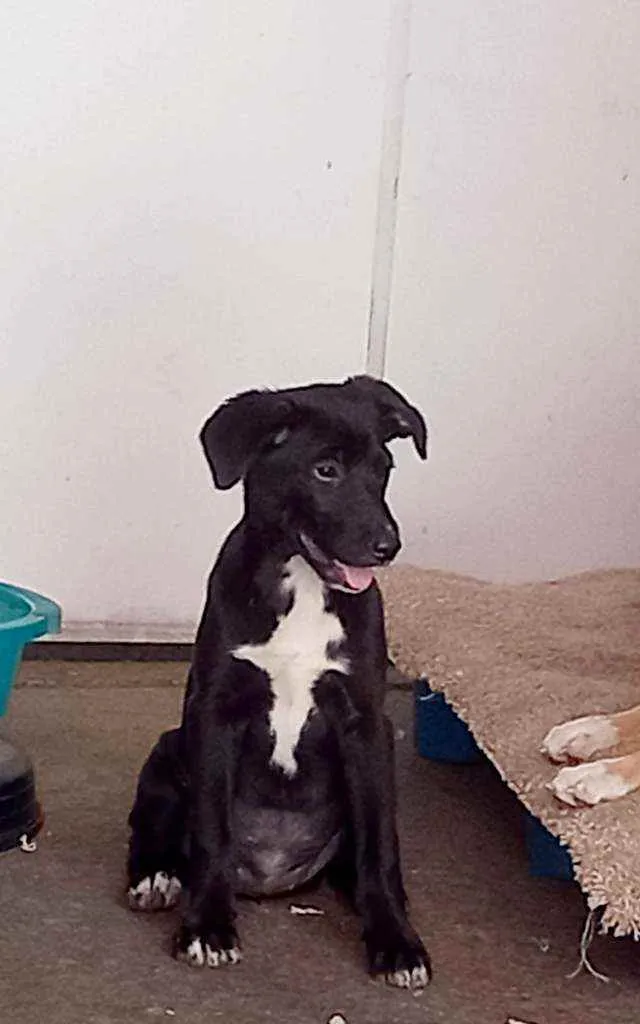 Cachorro raça SRD idade 2 a 6 meses nome Zara