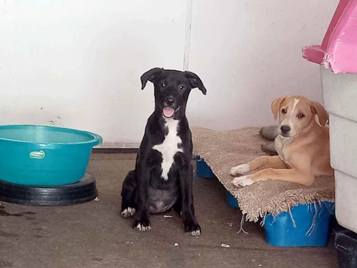 Cachorro raça SRD idade 2 a 6 meses nome Zara